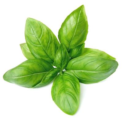 Basil Leaf Powder Heat Treated 0.25% Essential Oil