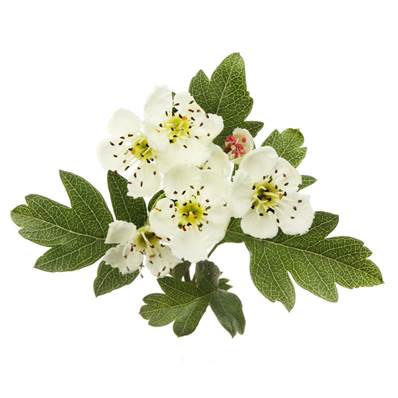 Organic Hawthorn Flower Top Powder 300µm Heat Treated 1.5% Flavonoids