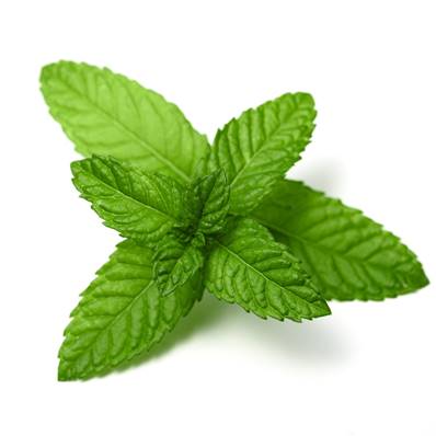 Peppermint Leaf Powder Extract 3% Essential Oil