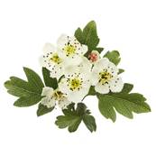 Organic Hawthorn Flower Top Powder 300µm Heat Treated 1.5% Flavonoids