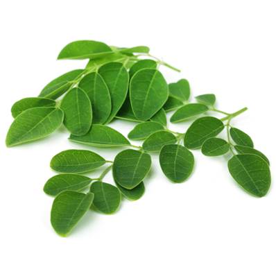 Organic Moringa Leaf Powder 300µm