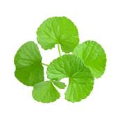 Gotu Kola Herb Whole