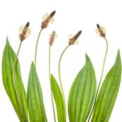 Organic Small Plantain Leaf PE 3/1