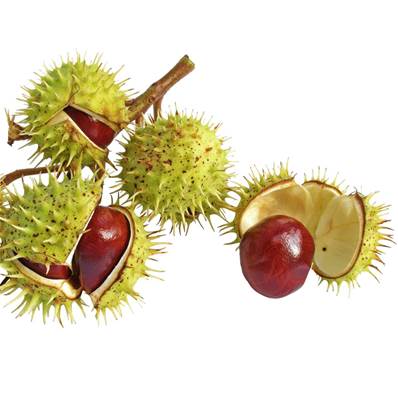 Organic Horsechestnut Seed Powder 300µm Heat Treated