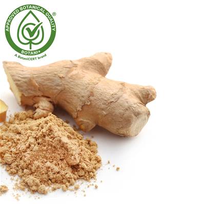 Ginger Rhizome PE 4/1 B+