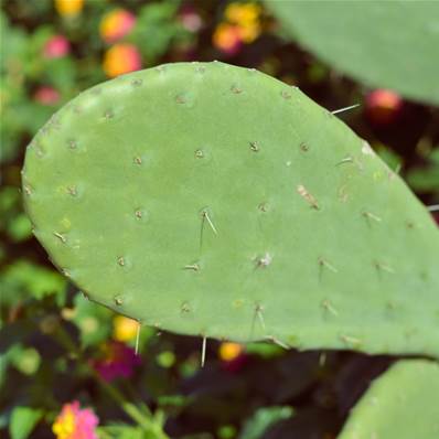 Nopal Cladode Powder 200µm Heat Treated 45% Fibers
