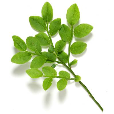 Organic Bilberry Aerial Part and Leaf Powder 300µm Heat Treated