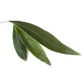 Olive  Leaf PE 4/1 CG