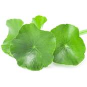 Gotu Kola Herb Powder 300µm Heat Treatment