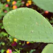 Nopal Cladode Powder 200µm Heat Treated 45% Fibers