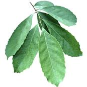 Organic Mate Leaf Powder Extract
