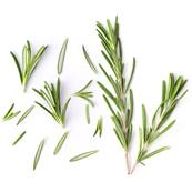 Organic Rosemary Leaf PE 5/1 WS