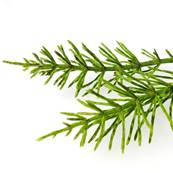 Horsetail Herb PE 7% Silica