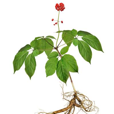 Panax Ginseng With Detail Of Flower And Root Stock Photo,, 47% OFF