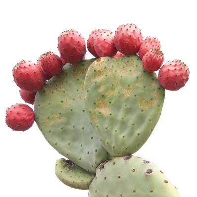 Organic Nopal Fruit PE