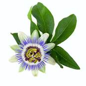 Organic Passion Flower Aerial Part Extraction Cut 2-8mm