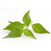 Java Tea Leaf Powder 300m Heat Treated