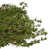 Organic Thyme Leaf PE 3/1