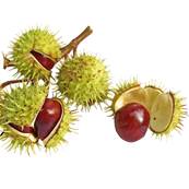 Organic Horsechestnut Seed Powder 300µm Heat Treated