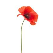 Red Poppy Aerial Part Fluid Extract (French)