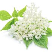 Elderflower Whole Cluster Less
