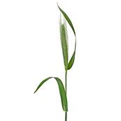 Organic Barley Leaf Powder 250m Heat Treated