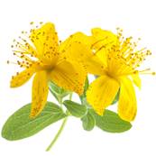 Organic St John's Wort Plant Powder 300m Heat Treated