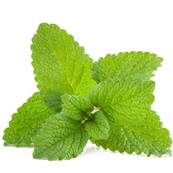 Organic Lemon Balm Leaf Powder 300m Heat Treated