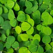 Desmodium Leaf Powder 300m Heat Treated