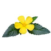 Damiana Leaf PE CWS