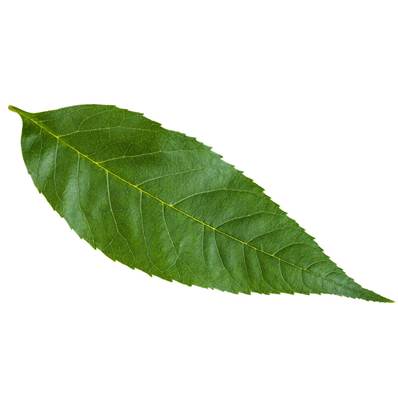 Organic European Ash Leaf Powder Heat Treated - Fraxinus Spp