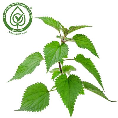 Nettle Aerial Part PE 4/1 B+