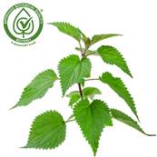 Nettle Aerial Part PE 4/1 B+