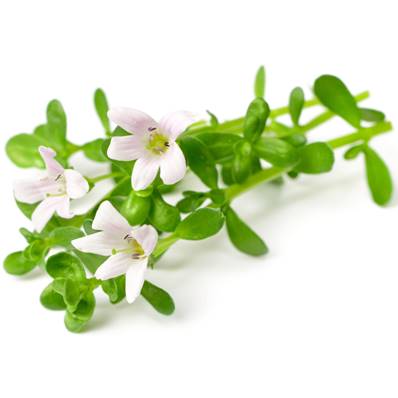 Bacopa Leaf PE 50% Bacosides