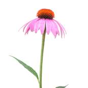 Organic Echinacea Purpurea Aerial Part PE 4% Polyphenols