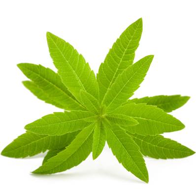 Organic Lemon Verbena Leaf PE 3-4/1