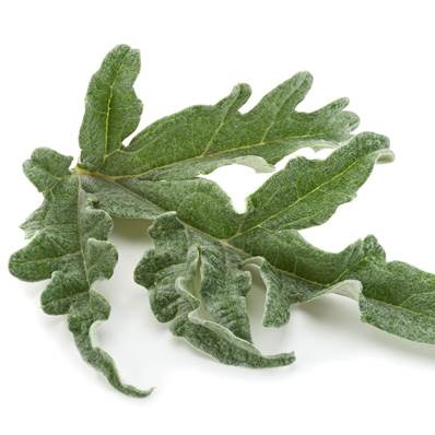 Organic Artichoke Leaf Powder 300µm Heat Treated