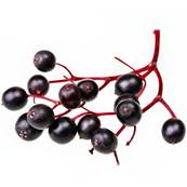 Elderberry PE 4/1