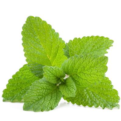 Organic Lemon Balm Leaf PE 3/1