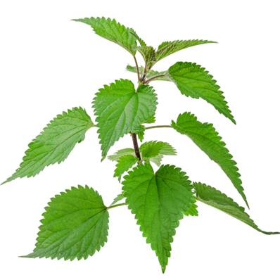 Organic Nettle Aerial Part PE (French)