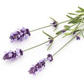 Organic Lavender Flower PE 3/1 WS