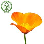 Californian Poppy Aerial Part PE 4/1 B+