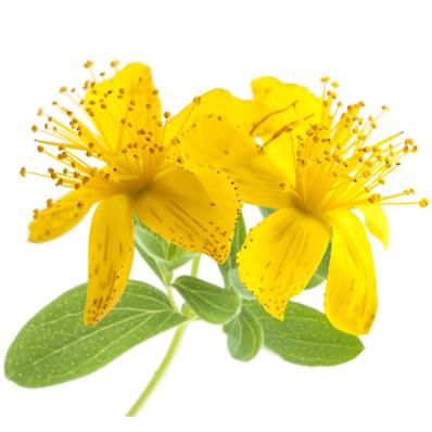 St John's Wort Flowering Top PE 0.3% Hypericin