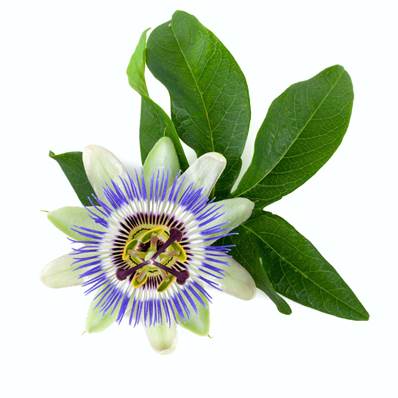 Passion Flower Aerial Part Whole