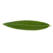 Senna Leaf Extraction Cut 1-2 cm Sifted 250m