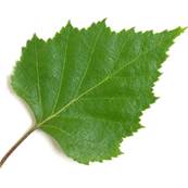 Birch Leaf Powder 300m Heat Treated