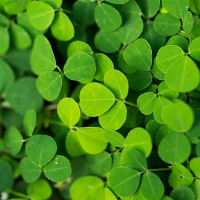 Desmodium Leaf Powder 300µm Heat Treated