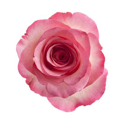 Pink Rose Petal Powder 300µm Heat Treated