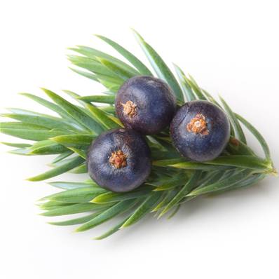 Juniper Berry PE 1/1 CWS