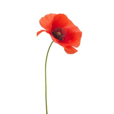Red Poppy Aerial Part Fluid Extract (French)